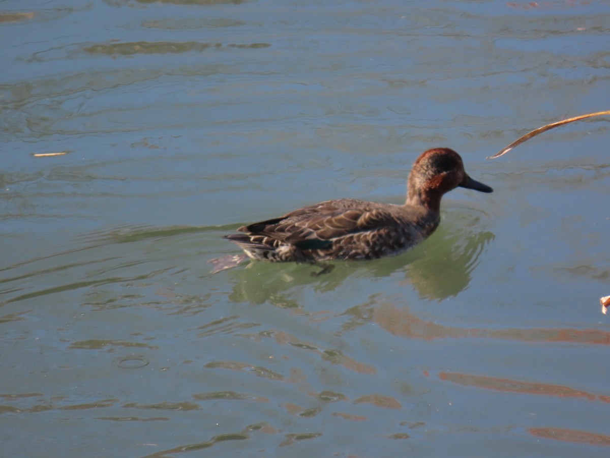 Green-winged Teal (Eurasian) - ML646010772