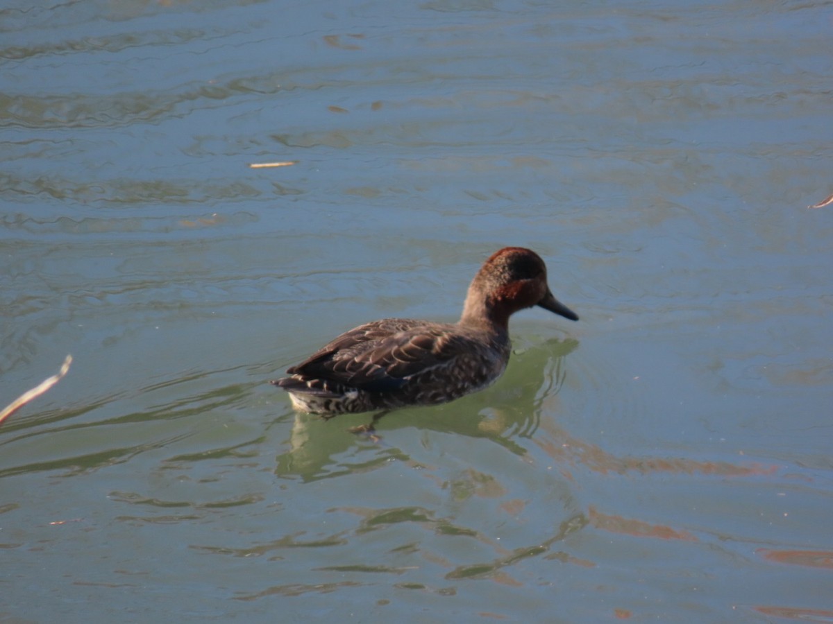Green-winged Teal (Eurasian) - ML646010773