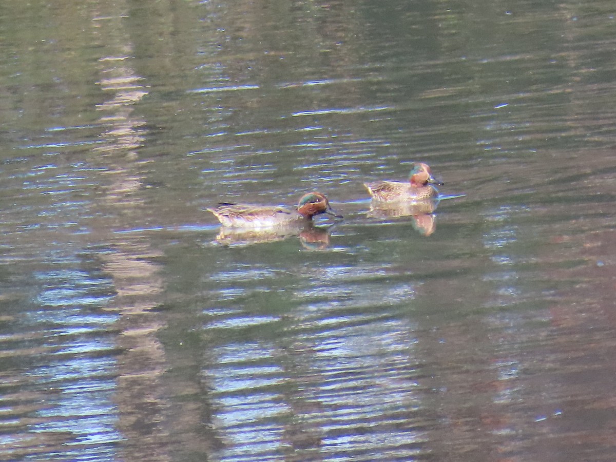 Green-winged Teal (Eurasian) - ML646010774