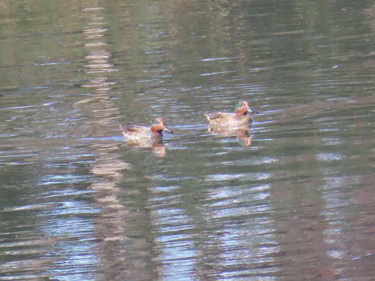 Green-winged Teal (Eurasian) - ML646010775