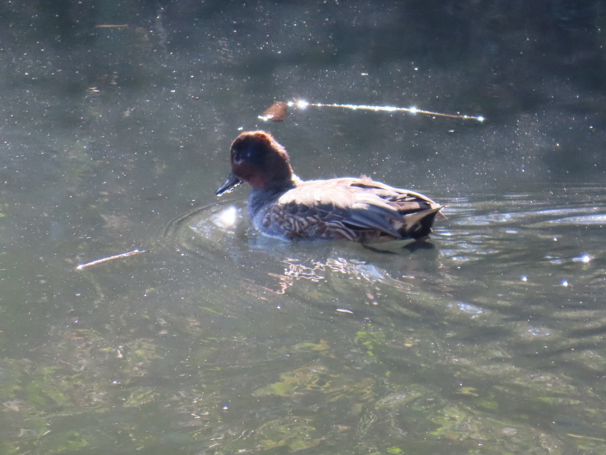 Green-winged Teal (Eurasian) - ML646010776