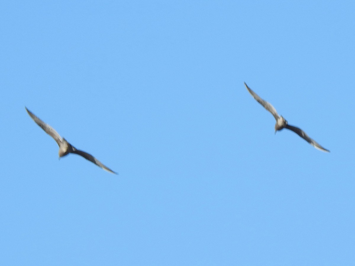 Parasitic Jaeger - ML646010780