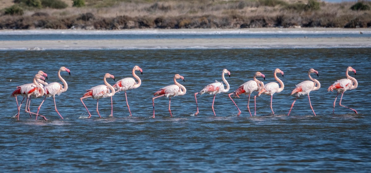 Greater Flamingo - ML646010781