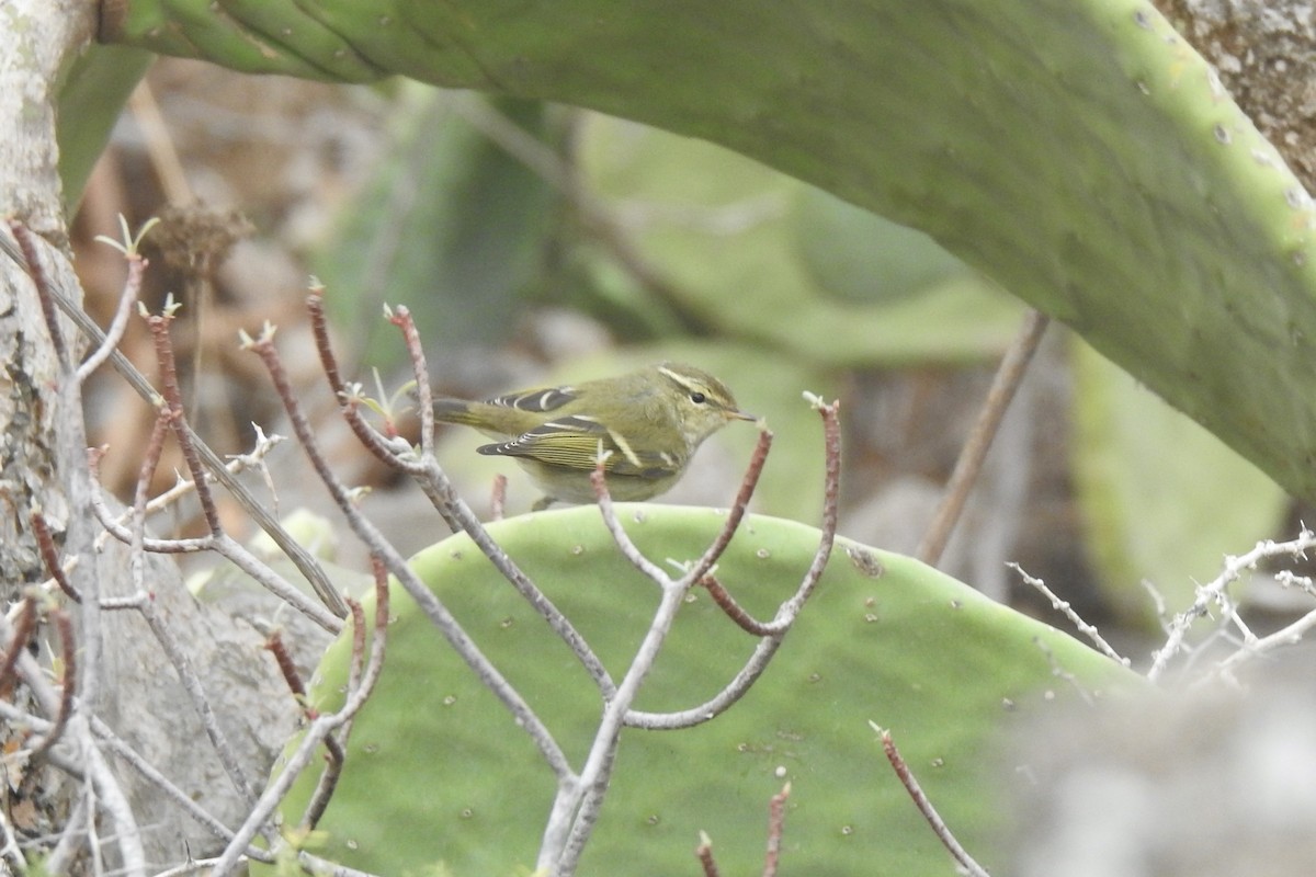 Yellow-browed Warbler - ML646010784