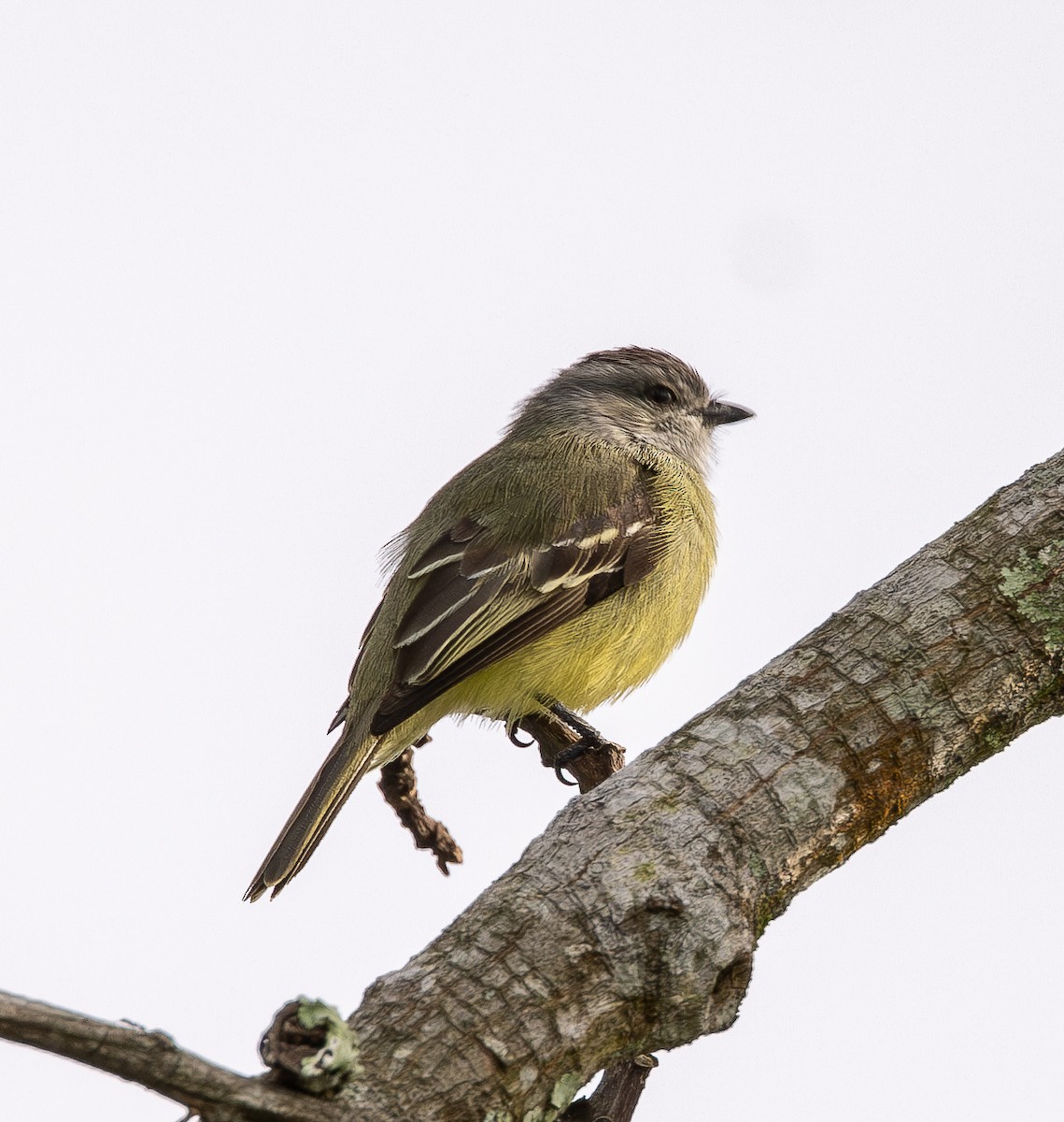 Yellow-crowned Tyrannulet - ML646010785
