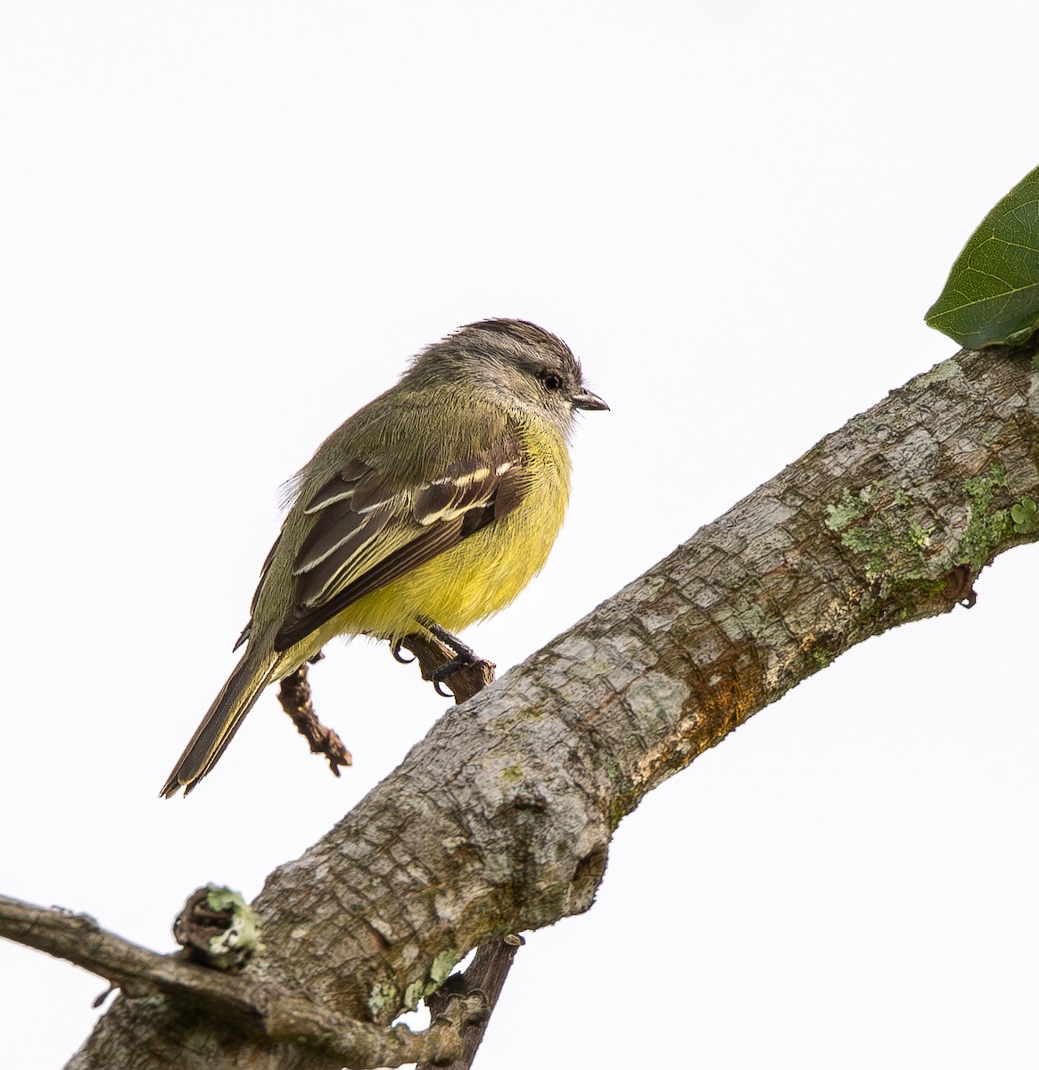 Yellow-crowned Tyrannulet - ML646010786