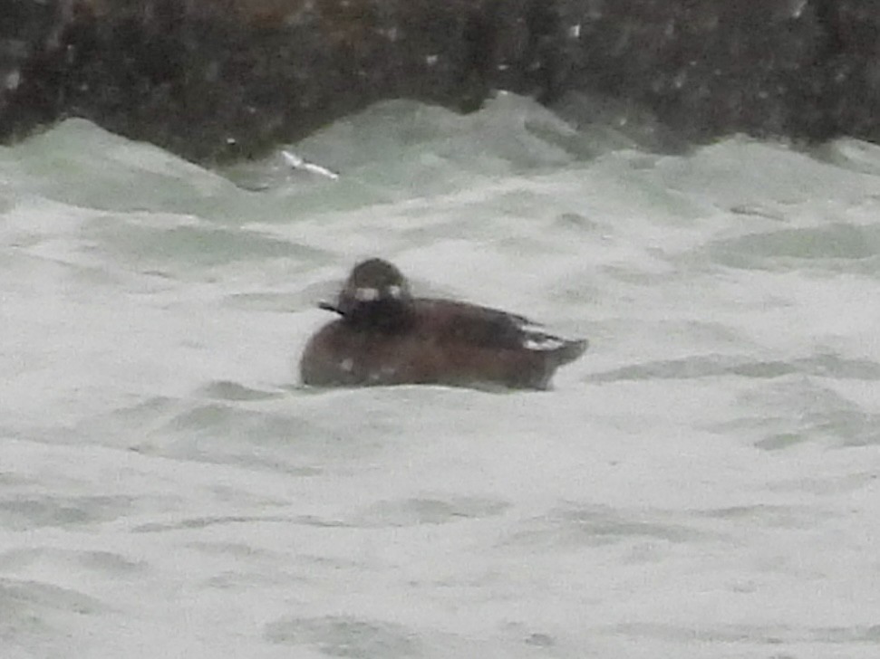 White-winged Scoter - ML646010787