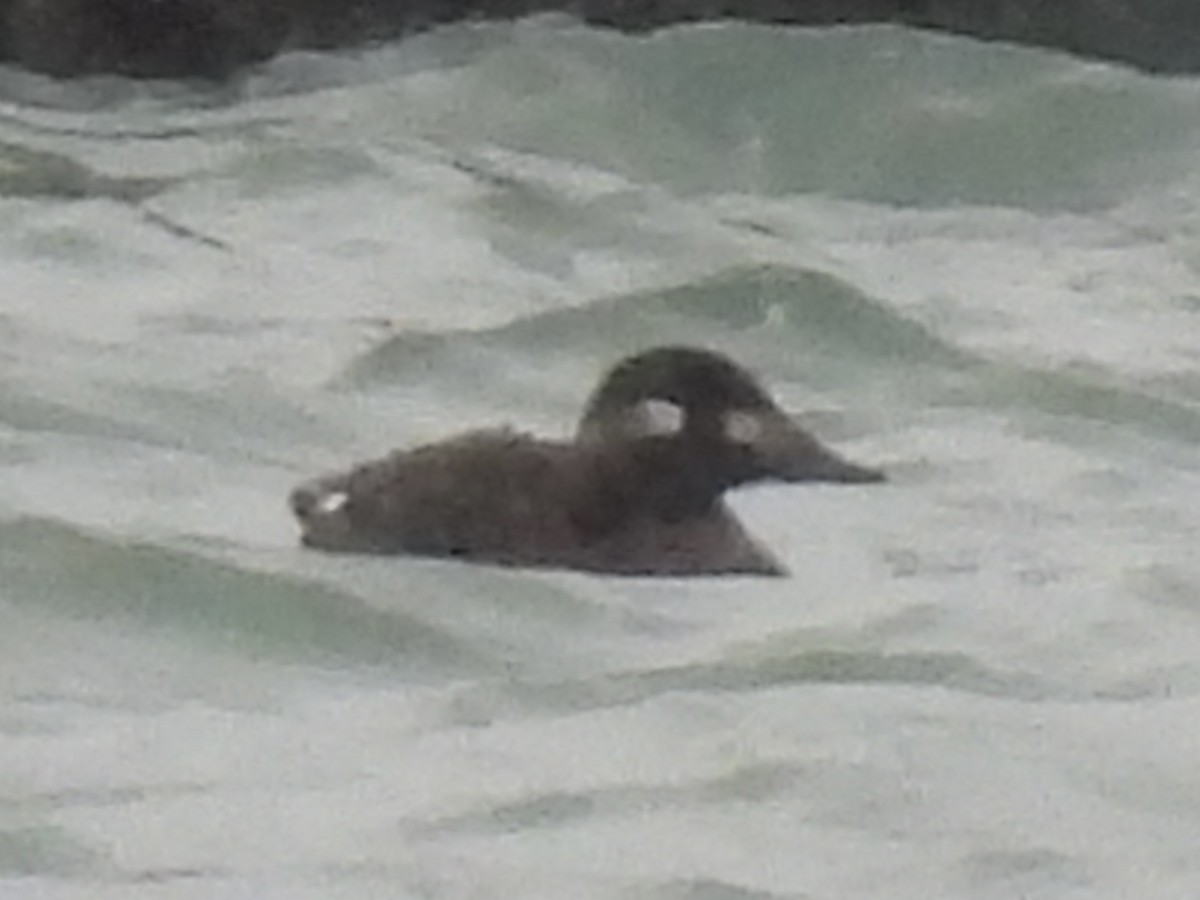 White-winged Scoter - ML646010788