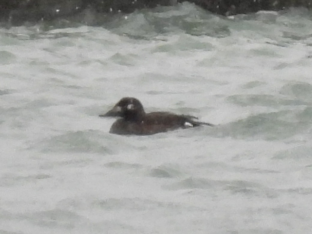 White-winged Scoter - ML646010789