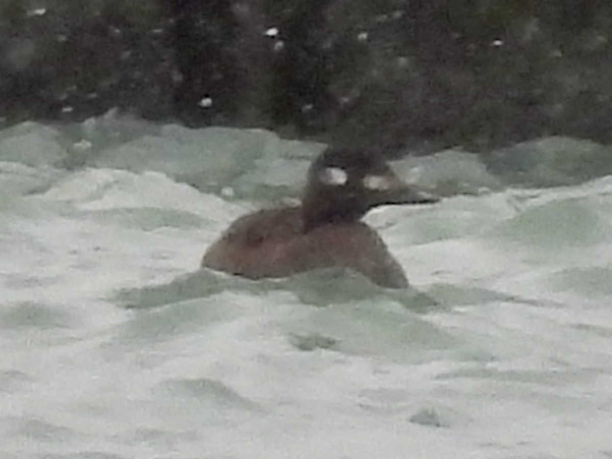 White-winged Scoter - ML646010790