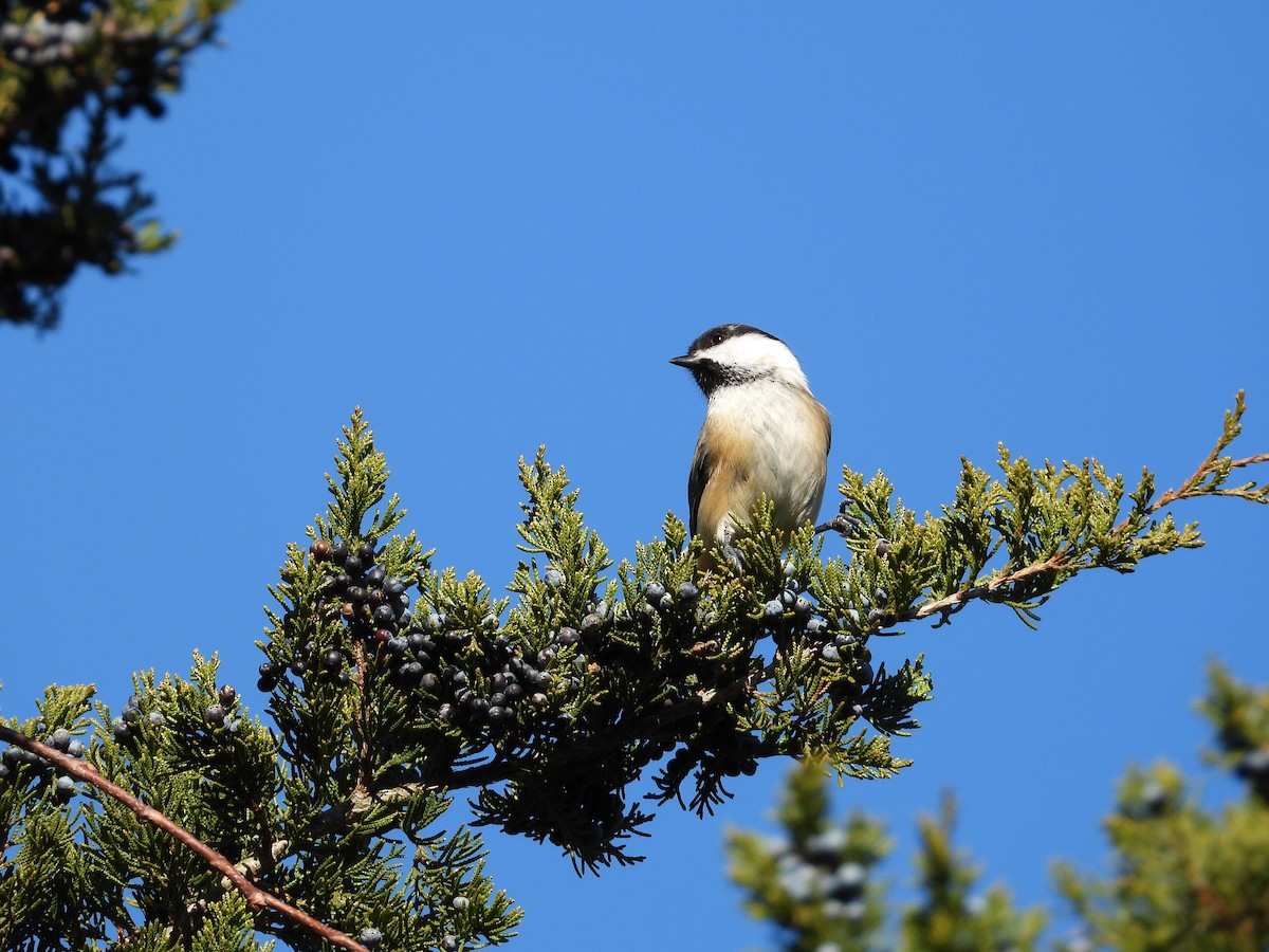 Black-capped Chickadee - ML646010791