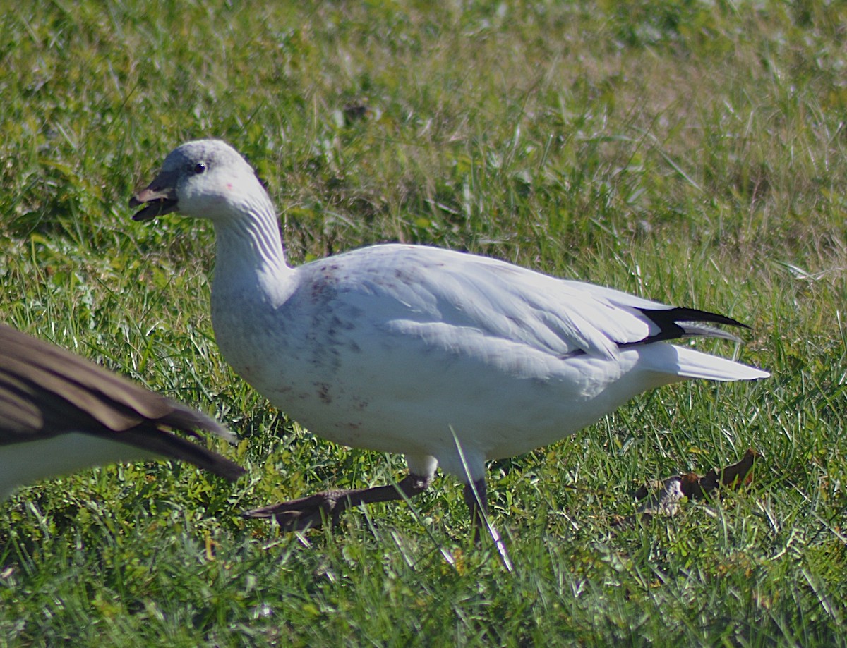 Ross's Goose - ML646010792