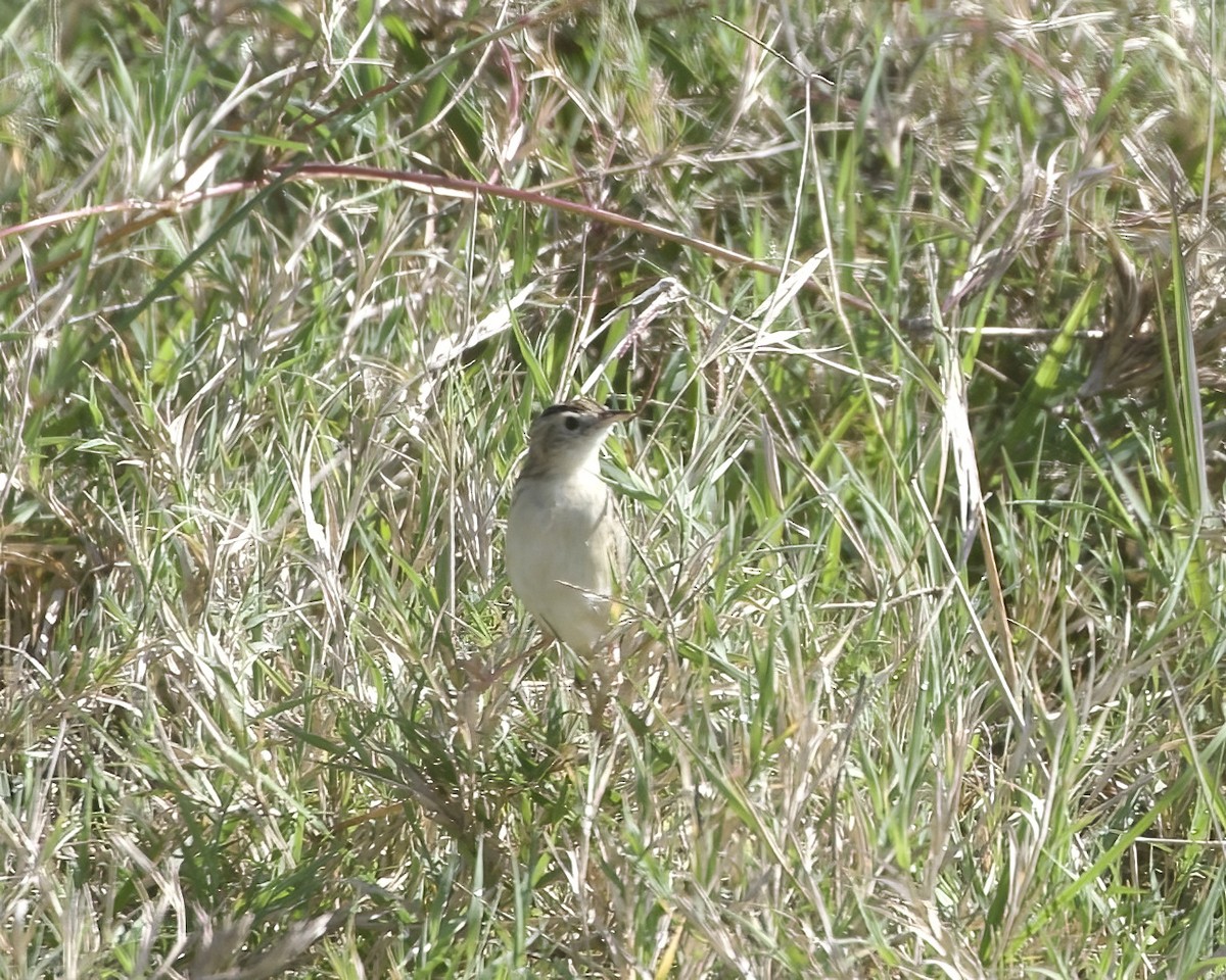 Pectoral-patch Cisticola - ML646010793