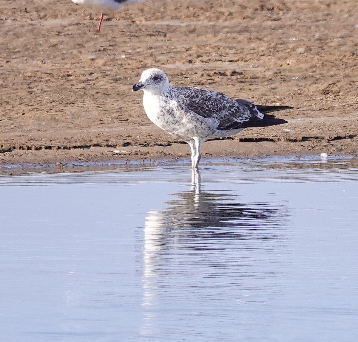 Kelp Gull - ML646010800