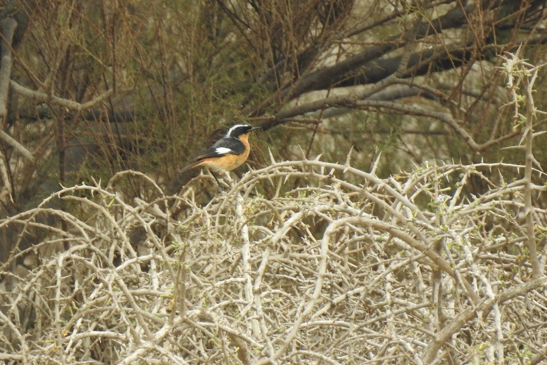 Moussier's Redstart - ML646010801