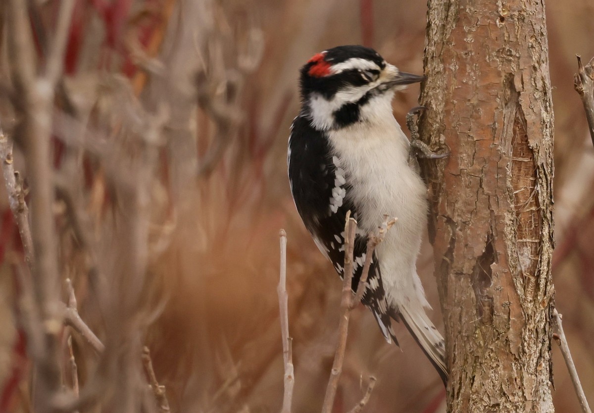 Downy Woodpecker - ML646010802