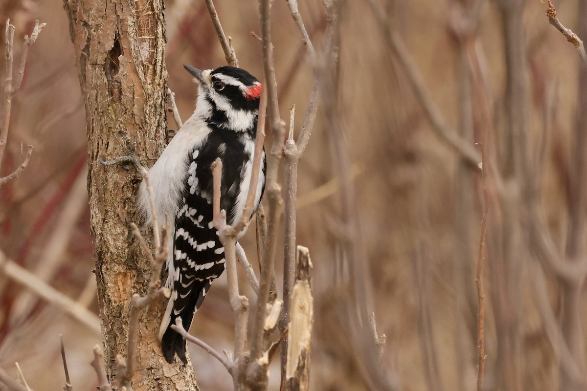 Downy Woodpecker - ML646010803
