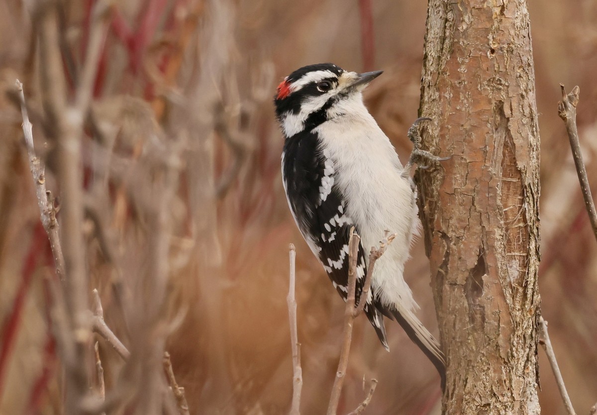 Downy Woodpecker - ML646010804