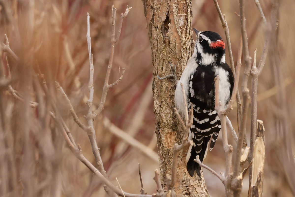 Downy Woodpecker - ML646010805