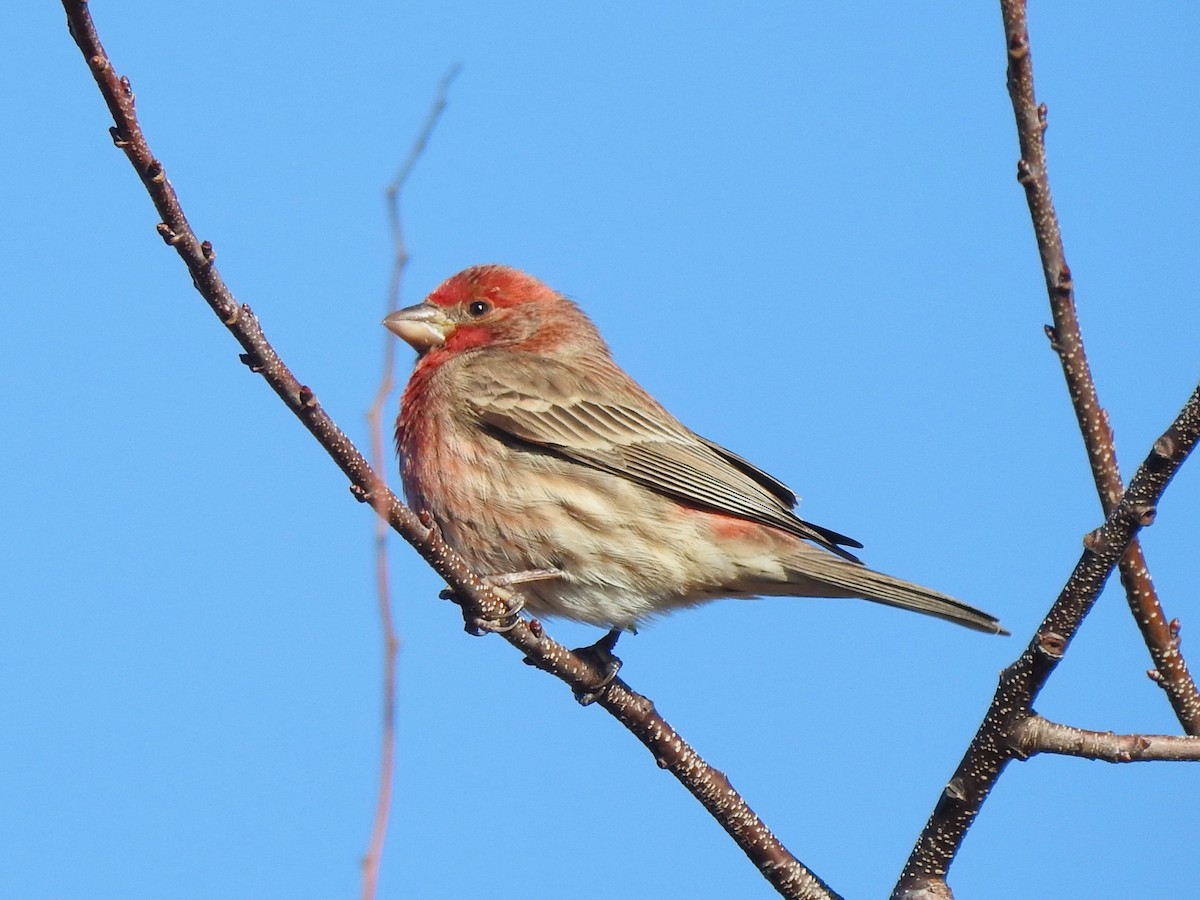 House Finch - ML646010807