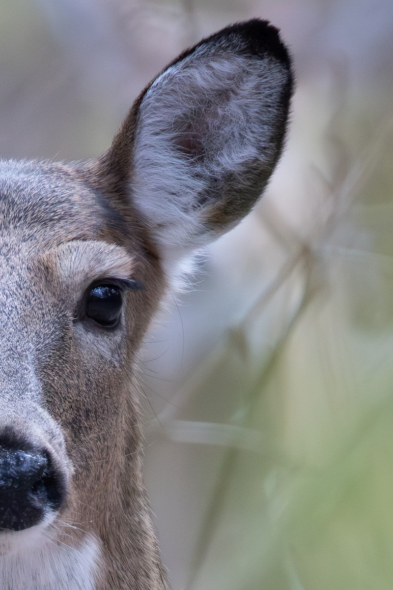 オジロジカ - ML646010811