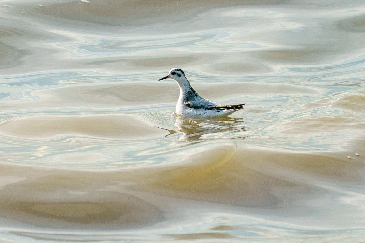Red Phalarope - ML646010816