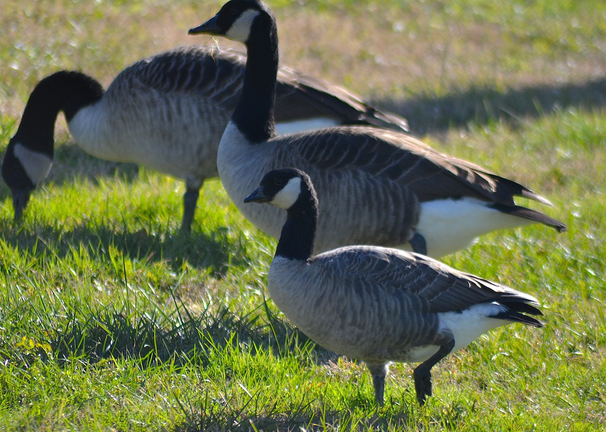 Cackling Goose - ML646010818