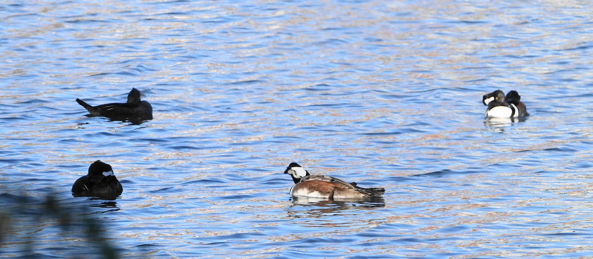 Hooded Merganser - ML646010828