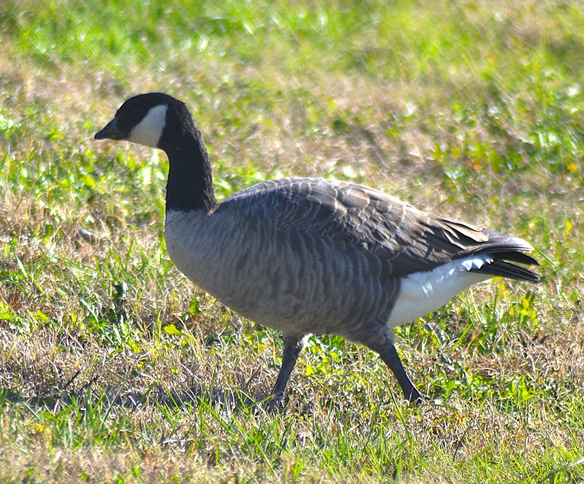 Cackling Goose - ML646010831