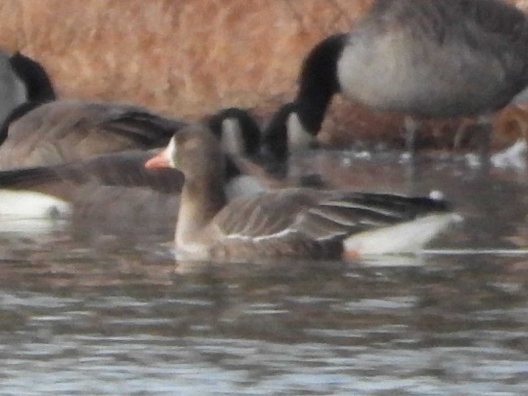 Манхин галуу - ML646010842