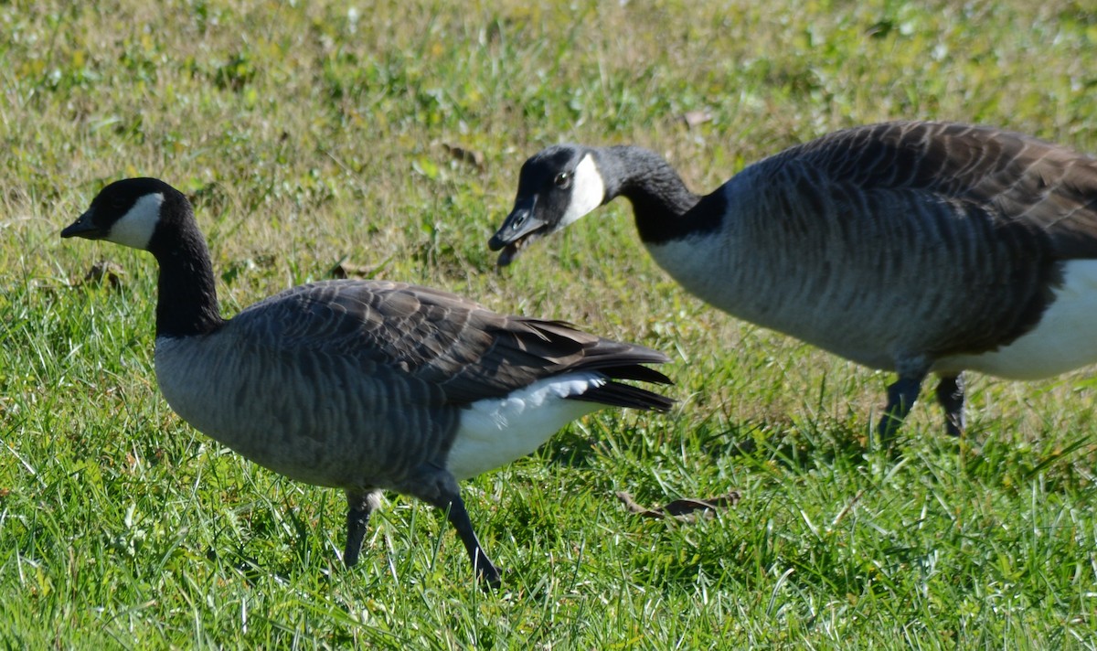 Cackling Goose - ML646010844