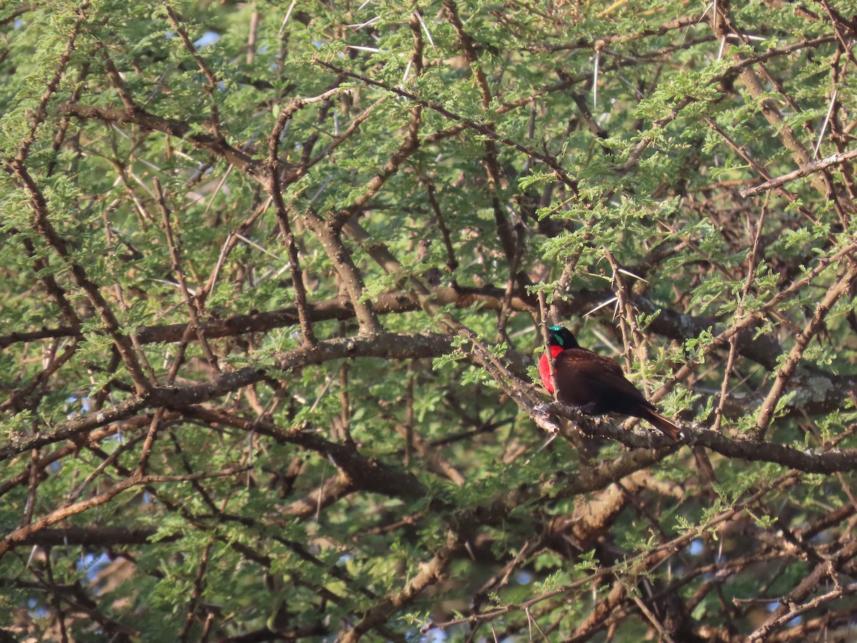 Scarlet-chested Sunbird - ML646010869