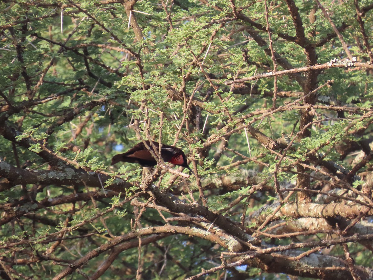 Scarlet-chested Sunbird - ML646010870