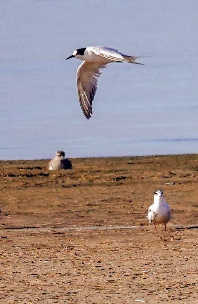 Common Tern - ML646010884