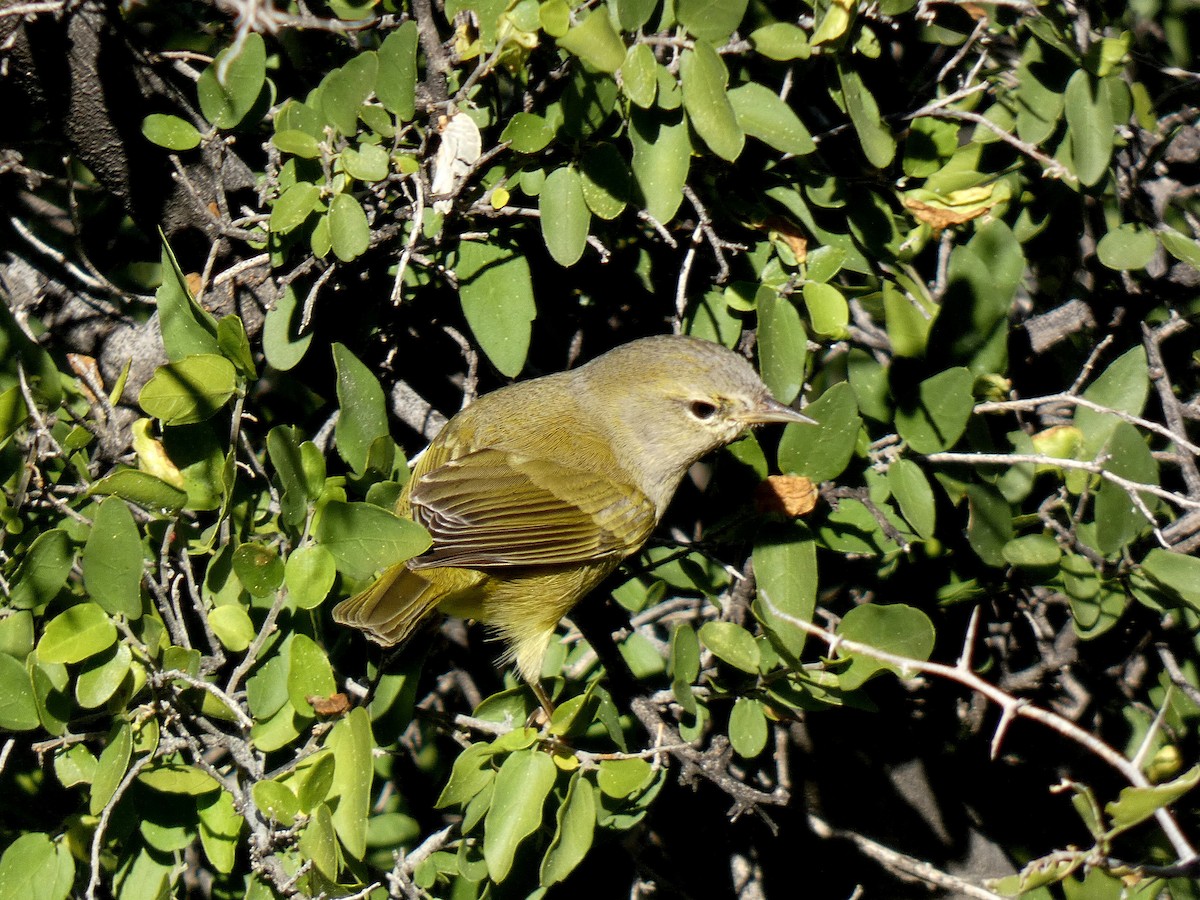 Orange-crowned Warbler - ML646010891
