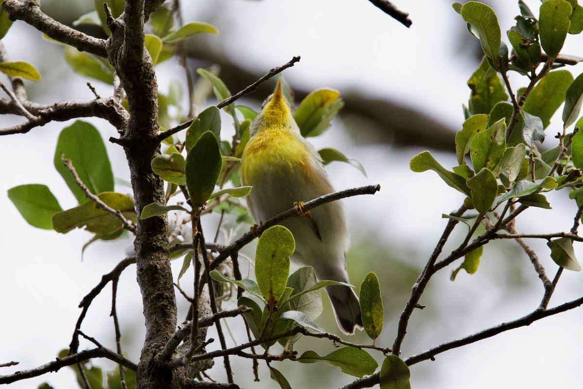 Northern Parula - ML646010899