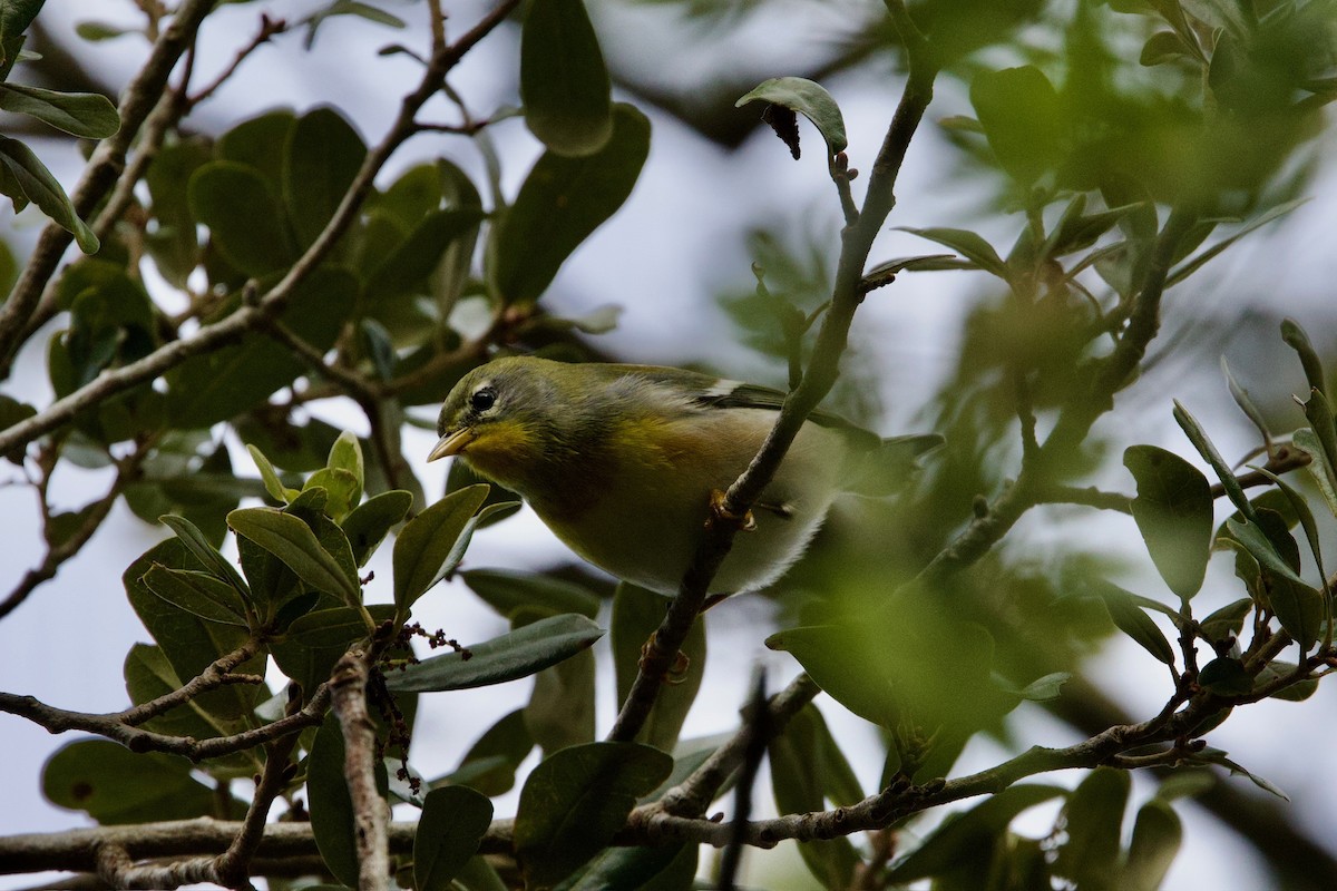 Northern Parula - ML646010900