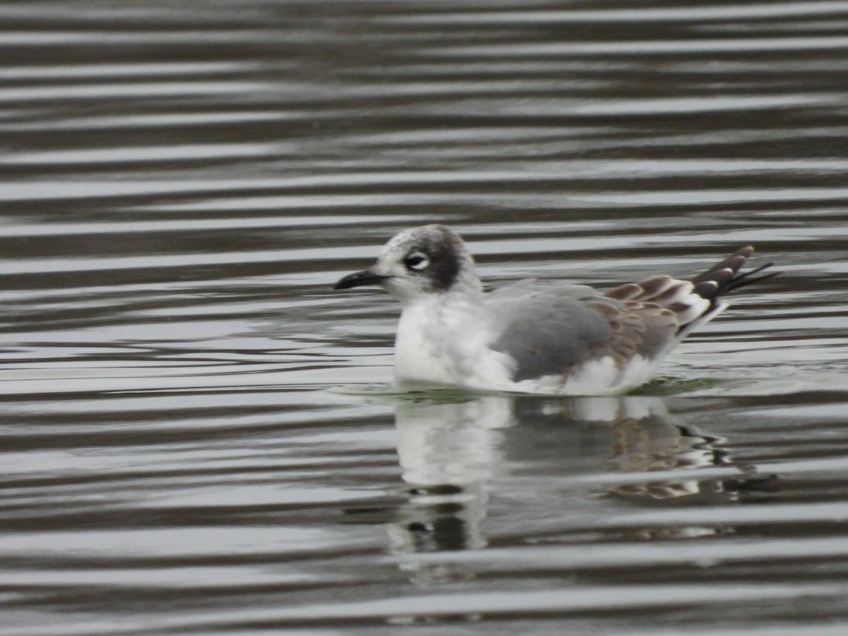 Franklin's Gull - ML646010905