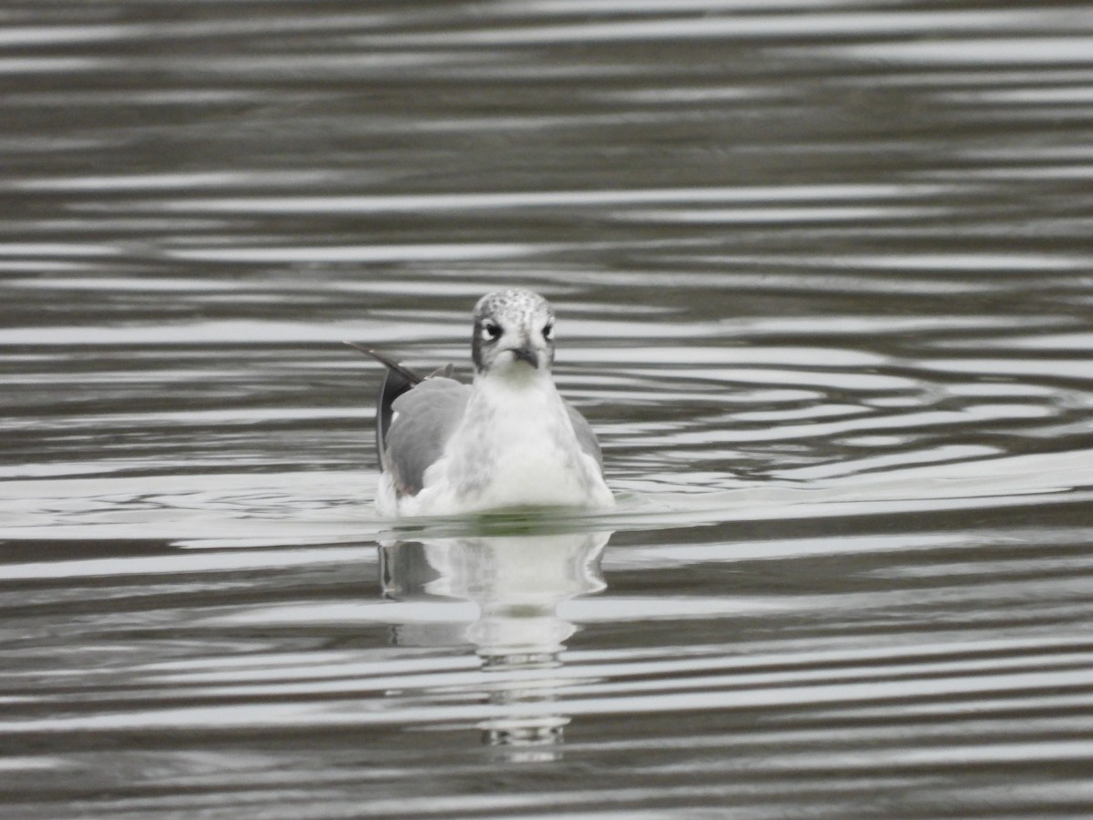 Franklin's Gull - ML646010906