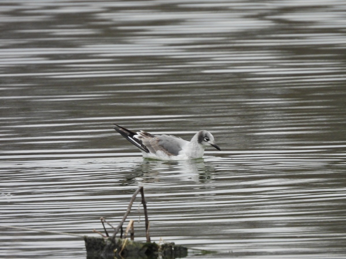 Franklin's Gull - ML646010907