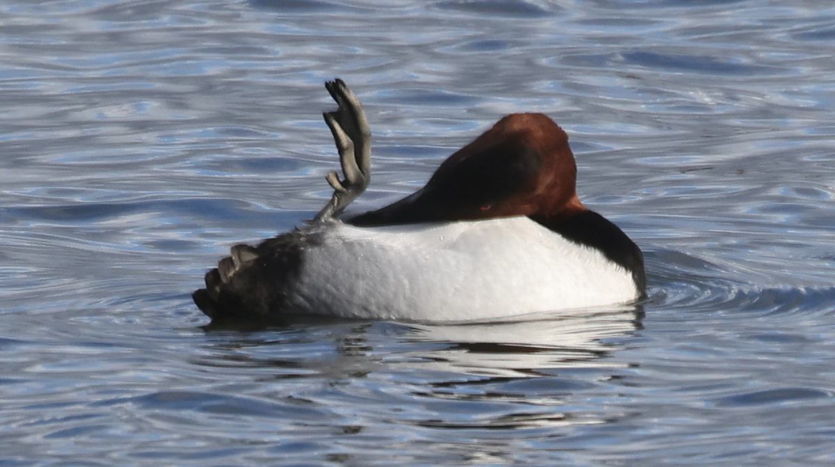 Murgilari bizkarzuria - ML646010909