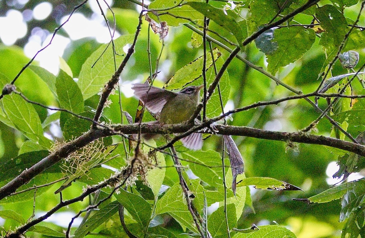 Costa Rican Warbler - ML646010911