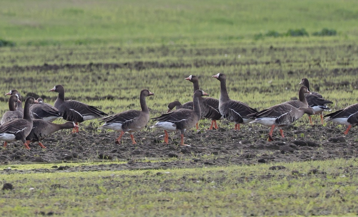 Oca lombardella - ML646010915