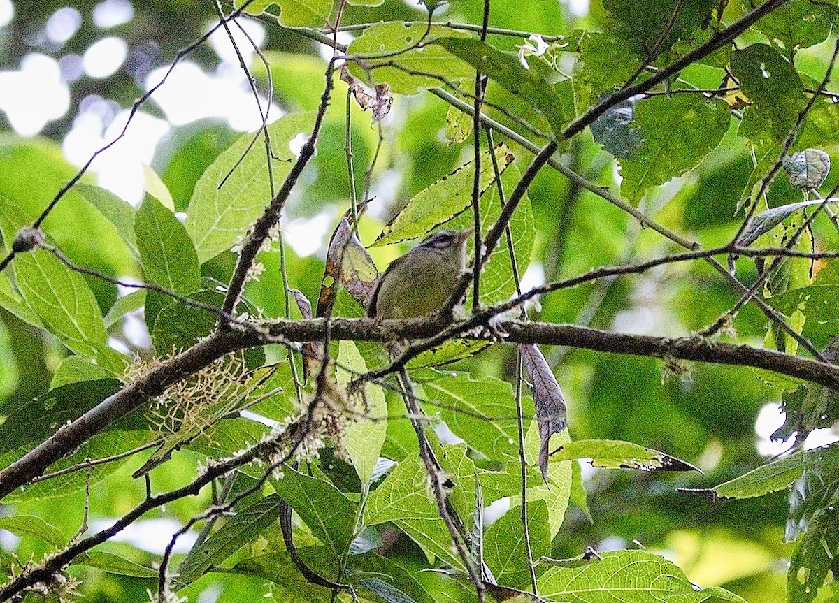 Costa Rican Warbler - ML646010934