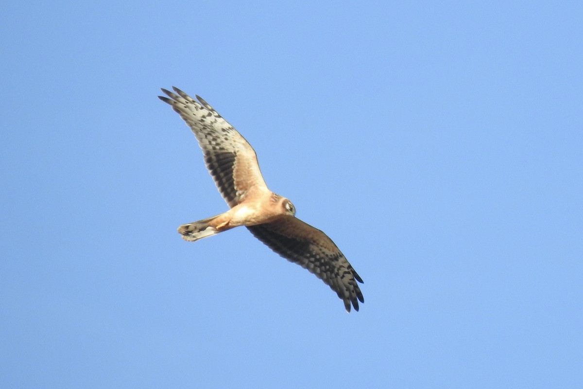 Pallid Harrier - ML646010945