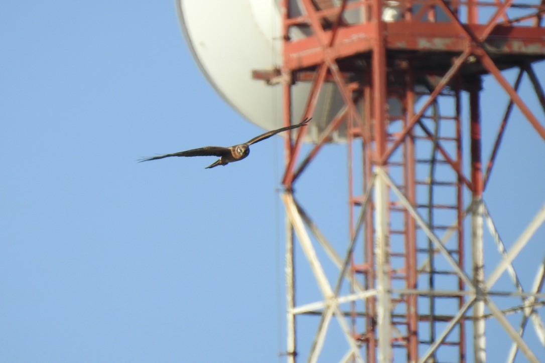 Pallid Harrier - ML646010949