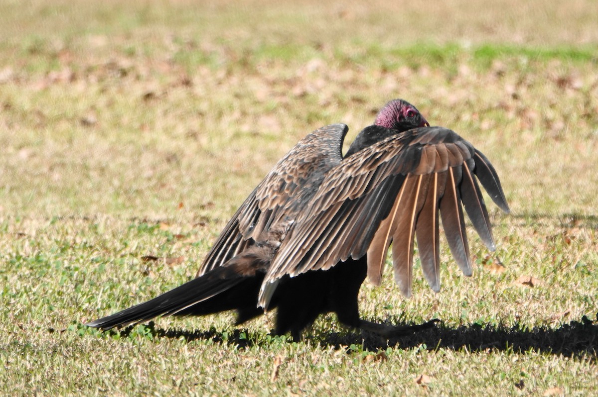 Turkey Vulture - ML646010956
