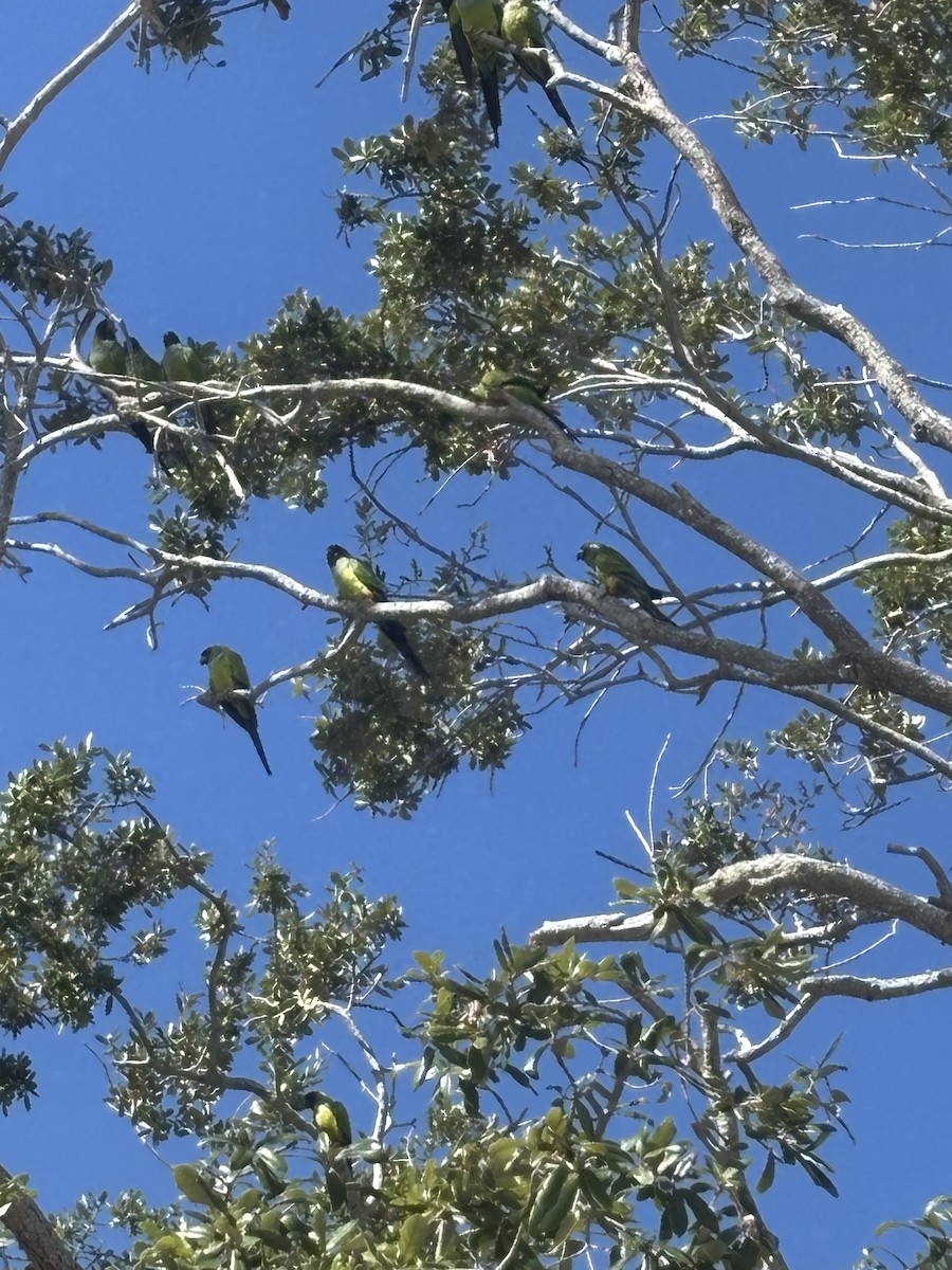 Nanday Parakeet - ML646010977