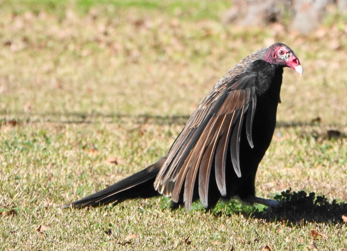 Turkey Vulture - ML646010980