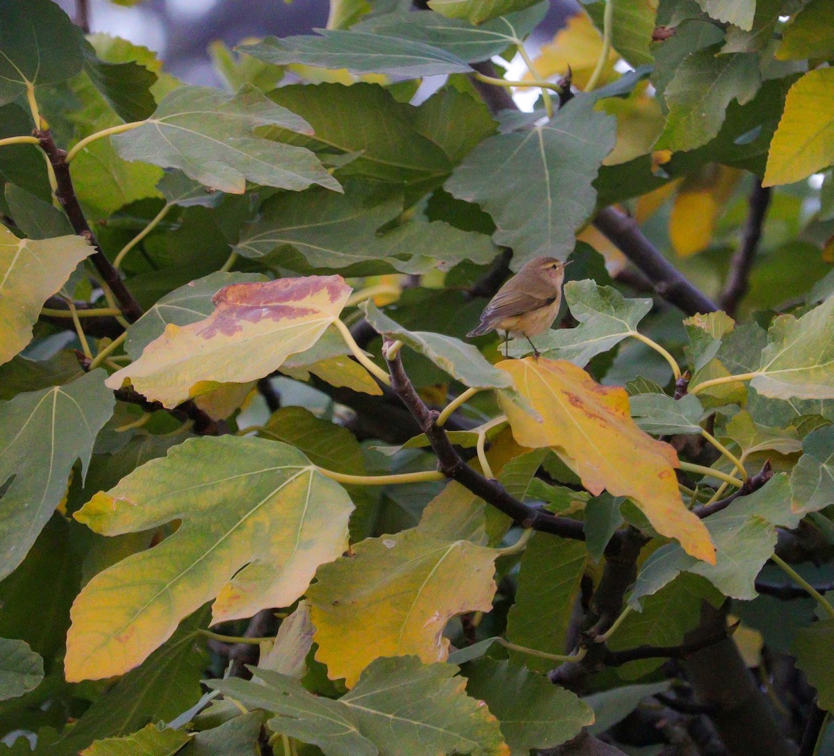 Common Chiffchaff - ML646010981